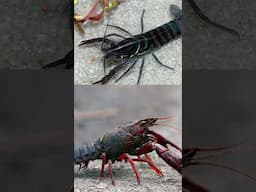 Crawfish COLORS in Dirty Water!