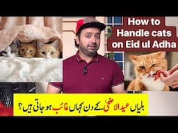 Persian cats behaviour on Eid ul Adha ? | How to handle cats on Eid ul Adha | Urdu | Hindi