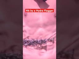 Hydra Flogger Ripped Open My Stomach 😳🩸 #shorts #funny #comedy