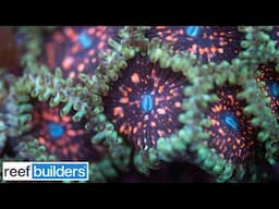 How CaliKid Corals Survived A Fire + New Coral Releases