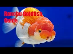 How do you know if your goldfish is a Ranchu?