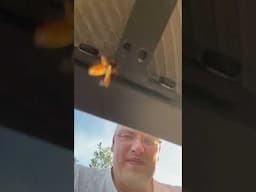 Beehive in my table?