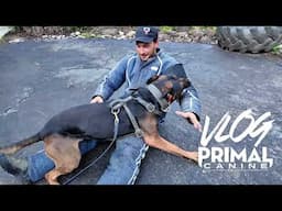 Busy Day Vlog – Dog Training, Special Guests & After School Grind