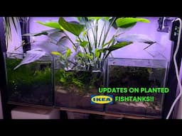 UPDATES ON PLANTED IKEA FISHTANKS!