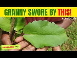 The Leaf That HEALS! #🇯🇲