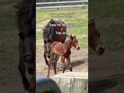 My favorite was taken 🙂‍↕️ Born Easter morning, big strong colt!!