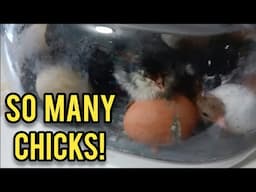 So many baby chicks are hatching!