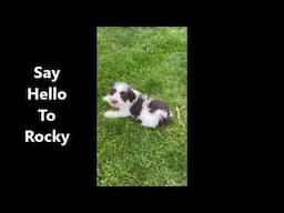 Say Hello To Rocky | Life With Mini Schnauzers