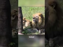 He Jumped Into a Lion Exhibit While Hallucinating 🦁😱