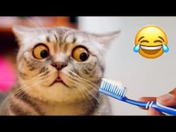 You Laugh You Lose 🤣 Funniest Cats and Dogs 😹🐶 Part 32