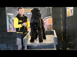 Black Russian Terrier Ecollar training around a baby Goat
