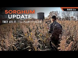 Final Sorghum Update - It Did Well, I'll Plant it Again | Dream Farm w/ Bill Winke