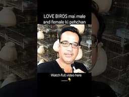 LOVE BIRDS mai male and female ki pehchan | sexing in love birds | video in URDU/Hindi #lovebirds