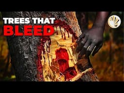 Madagascar is NOT Normal | Insane Rosewood Crisis