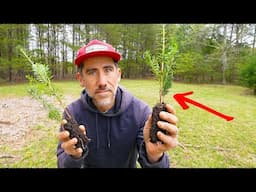 Planting Future Christmas Trees for the Family Homestead