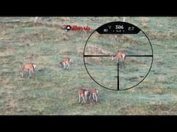 DEER HUNT with bow and rifle. 3 deer harvested.