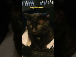 Adopted cat Tom us home with Teena and me