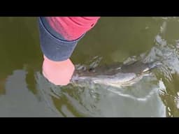 New Smyrna Beach Snook Fishing #snook #fishing #newsmyrnabeach #fish #bigfish #fun #florida