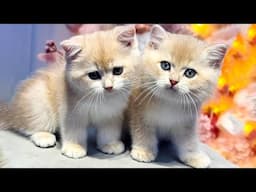 Cats playing with animals in the yard - Beautiful cat video, cat meowing