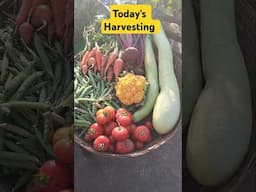 Organic vegetables harvesting#shorts #youtubeshorts #kiranskitchengarden