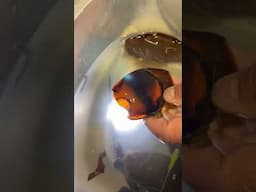 BABY SHARK UNBOXING??? DOO-DOO🤩These little guys are Bamboo Sharks😮