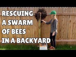 I’m Back—And Here to Help a Big Swarm of Bees on a Backyard Fence