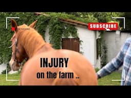 Caring for an Injured Horse While Tackling Yard Work!"
