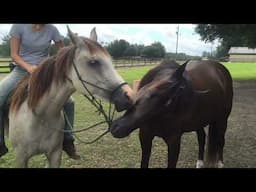 Blast from the past! Happy Horses Hors'n Around