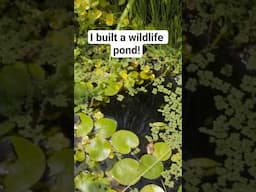 Building a Wildlife Pond