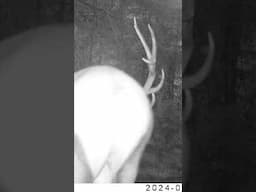 Monster Mountain Bull Elk #mountains #elk #trailcamera #outdoors #britishcolumbia