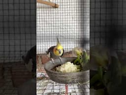 Cockatiel birds every day care #shorts #viralvideo #lovebirds #birds #parrot #birdlovers #cockatiel