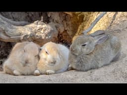 うさぎの楽園？５００匹を超えるうさぎが暮らす日本唯一のうさぎ島に行ってみた！