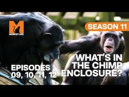Something's In The Chimp Enclosure in Monkey Life | S11 E09, 10, 11 & 12 | Full Episodes