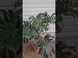 watering my giant monstera plants
