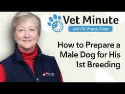 How to Prepare a Male Dog for His First Breeding: 3 Essential Stud Dog Tips