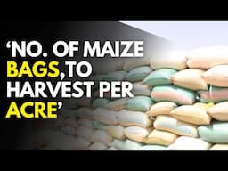 How many bags of Maize you can Harvest per acre