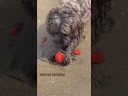 Watsons adventures - Gullane Beach