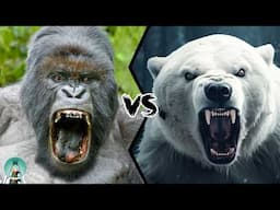 Gorilla vs Polar Bear - Who Would Win?