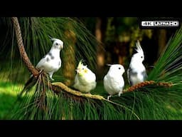 Happy Cockatiel Compilation you Ever seen / Happy Cockatiel / Best Cockatiel