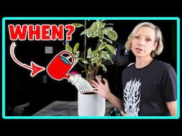When to Water Rubber Plant