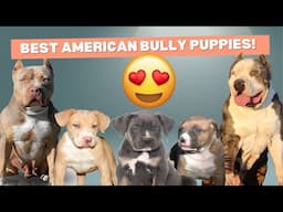 The best XL American Bully puppies for sale!