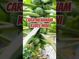 Cara Menanam Kubis Mini Brussels Sprout