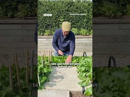 George shows us how to get the most out of a small garden | #BeechgroveGarden