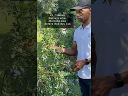 6 blueberry harvesting tips #SummerOnShorts