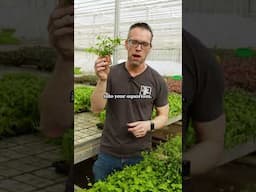 The future of aquarium plants?