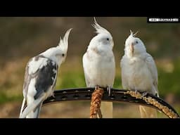 Tamed Cockatiels Enjoying in Wild - satisfying nature