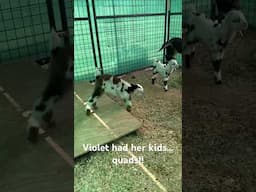 Violet is going to be busy! First time mama and 4 kids! #goat #farmlife #eonfarm
