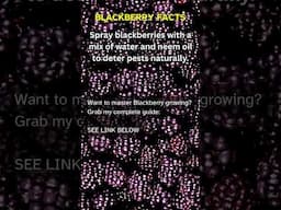 Little Known Blackberry Facts #10  ~ #BlackberryFacts #Shorts #HealthFacts #NutritionTips