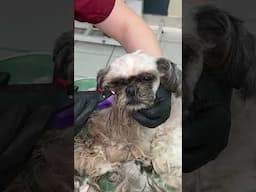 Click 👆to watch a full video #grooming #dogs