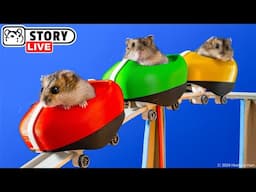 The Awesome Hamster Water Roller Coaster in the Ball Pool Maze 🐹 Homura Ham